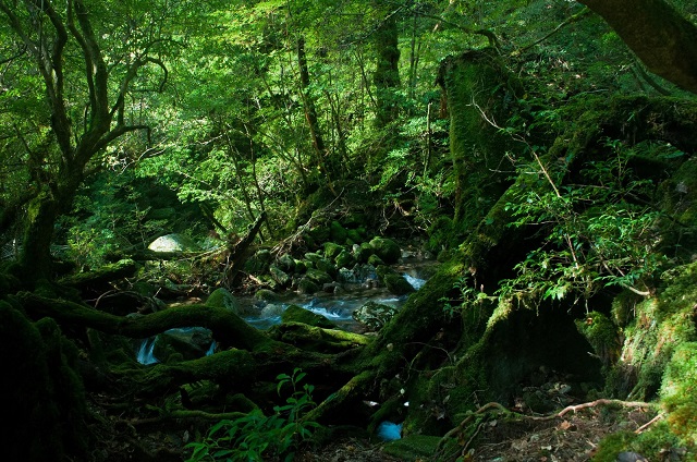 屋久島の森(640).jpg