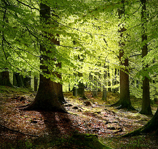 森林2005Malene Thyssen.jpg